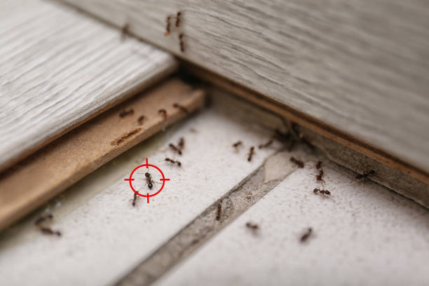 Best Wasp Removal Services  in Whiteland, IN