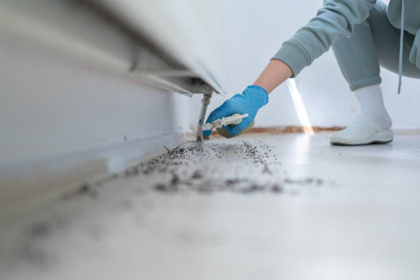 Best Termite Control Services  in Whiteland, IN